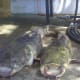 2 Nice Flathead Catfish from Santee Cooper
