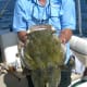 This was a nice flathead caught around 4 in the afternoon on Lake Marion.