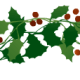 Top holly border two.
