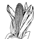 In 1621, Massasoit and his band of native Americans in what is now Massachusetts grew 20 acres of corn and shared it with the English settlers. In the Southwest especially, corn is known as "maize."