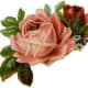 Vintage red and pink roses for Valentine's Day