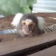 top-30-cutest-animals-in-the-world