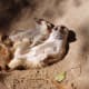 top-30-cutest-animals-in-the-world