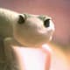 top-30-cutest-animals-in-the-world