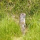 top-30-cutest-animals-in-the-world