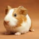 top-30-cutest-animals-in-the-world