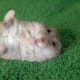 top-30-cutest-animals-in-the-world