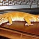 top-30-cutest-animals-in-the-world