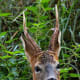 top-30-cutest-animals-in-the-world