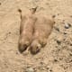 top-30-cutest-animals-in-the-world