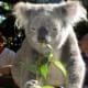 top-30-cutest-animals-in-the-world