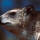 top-30-cutest-animals-in-the-world