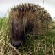 top-30-cutest-animals-in-the-world