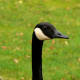 top-30-cutest-animals-in-the-world