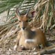 top-30-cutest-animals-in-the-world