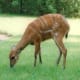 top-30-cutest-animals-in-the-world