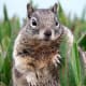 top-30-cutest-animals-in-the-world