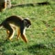 top-30-cutest-animals-in-the-world