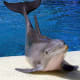 top-30-cutest-animals-in-the-world