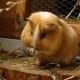 top-30-cutest-animals-in-the-world