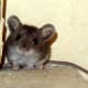 top-30-cutest-animals-in-the-world