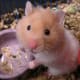 top-30-cutest-animals-in-the-world
