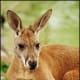 top-30-cutest-animals-in-the-world