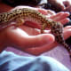 top-30-cutest-animals-in-the-world