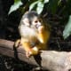 top-30-cutest-animals-in-the-world