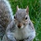 top-30-cutest-animals-in-the-world