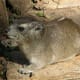 top-30-cutest-animals-in-the-world