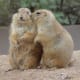 top-30-cutest-animals-in-the-world