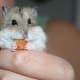 top-30-cutest-animals-in-the-world