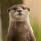 top-30-cutest-animals-in-the-world