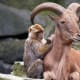 top-30-cutest-animals-in-the-world