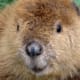 top-30-cutest-animals-in-the-world