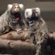 top-30-cutest-animals-in-the-world