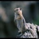 top-30-cutest-animals-in-the-world