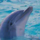top-30-cutest-animals-in-the-world