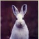 top-30-cutest-animals-in-the-world