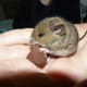 top-30-cutest-animals-in-the-world