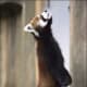top-30-cutest-animals-in-the-world