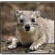 top-30-cutest-animals-in-the-world
