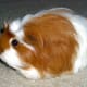top-30-cutest-animals-in-the-world