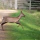 top-30-cutest-animals-in-the-world