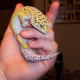 top-30-cutest-animals-in-the-world