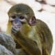 top-30-cutest-animals-in-the-world