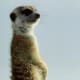 top-30-cutest-animals-in-the-world
