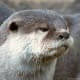 top-30-cutest-animals-in-the-world