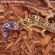 top-30-cutest-animals-in-the-world